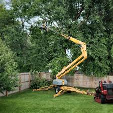 Best Palm Tree Trimming  in Shackle Island, TN